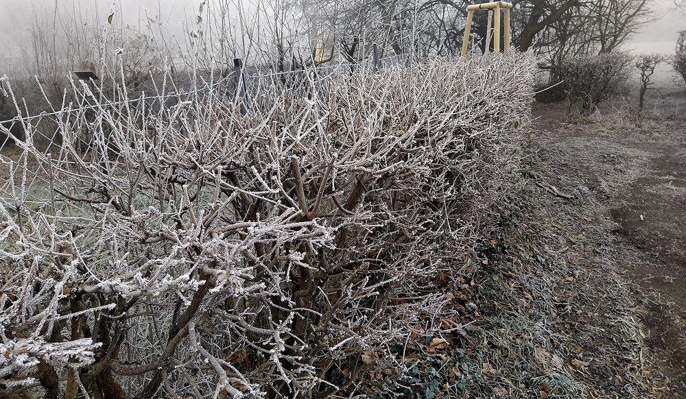Hecke