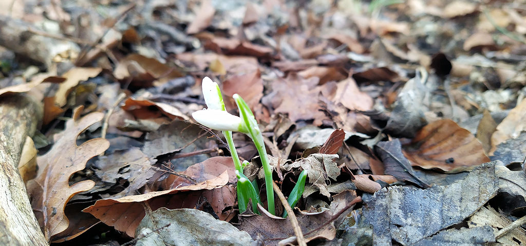 Frühlingsboten 