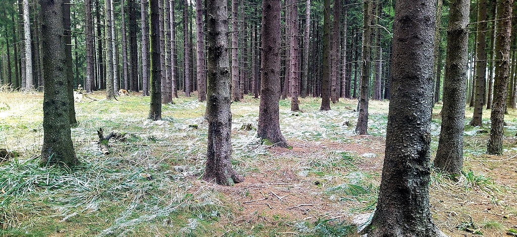 Wald
