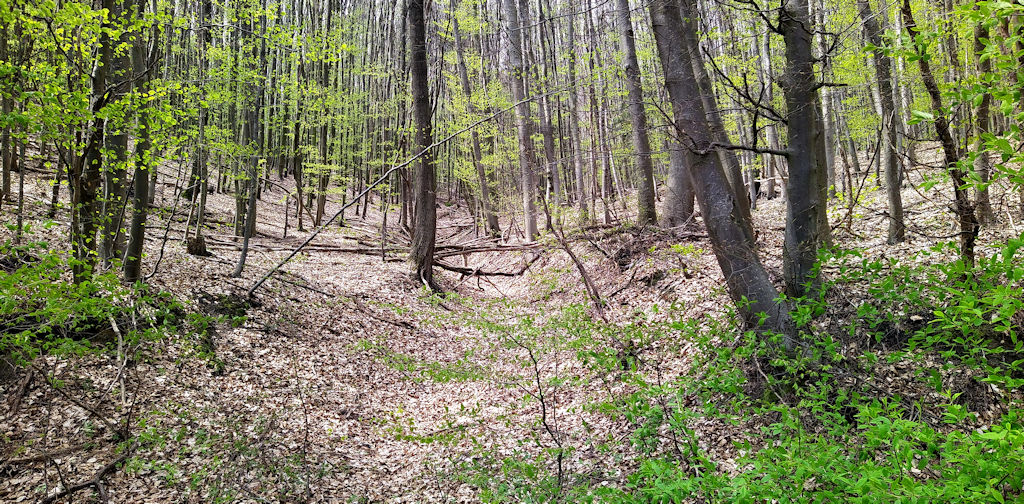 Wald