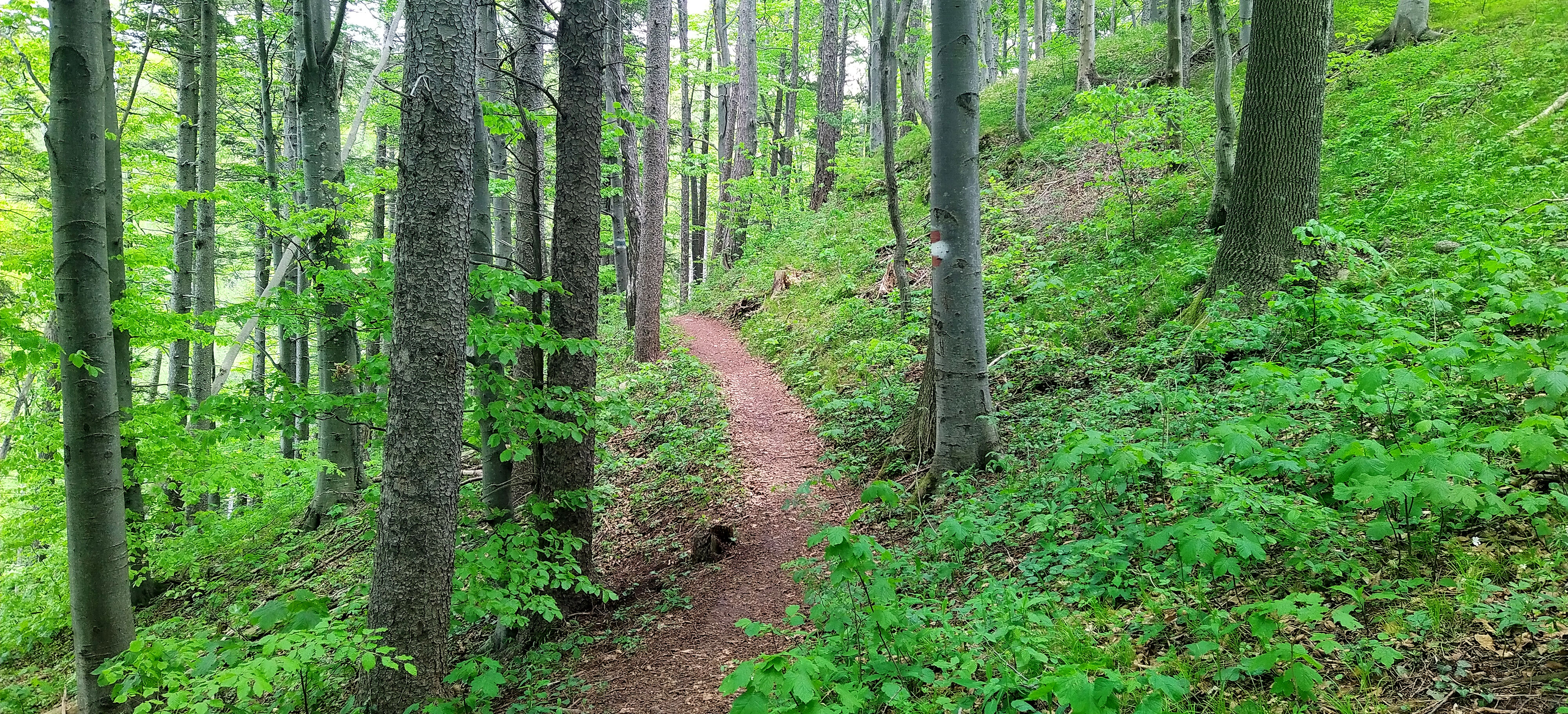 Wald