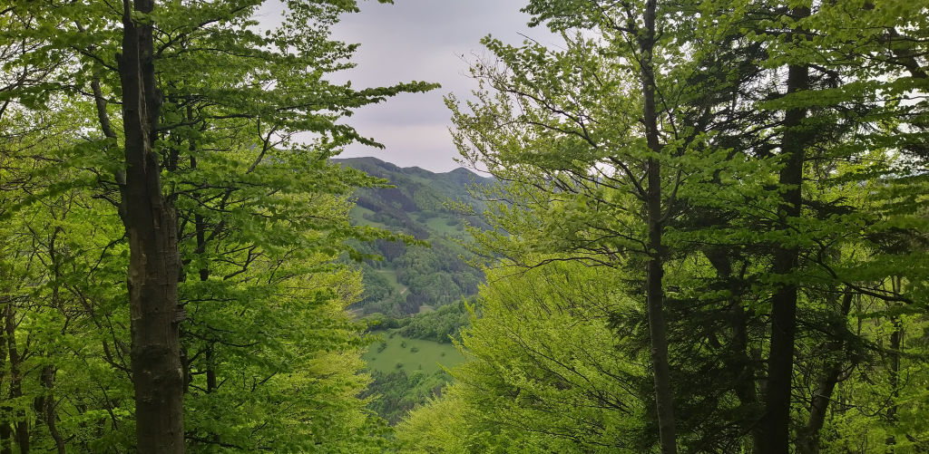 Wald