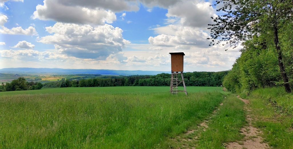 Wald