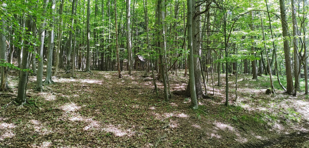 Wald