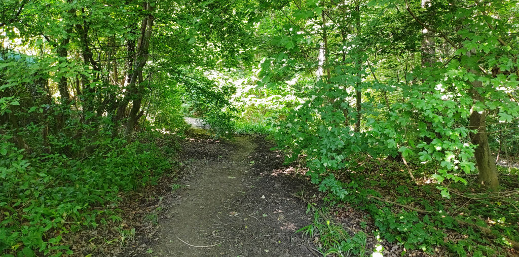 Wald 
