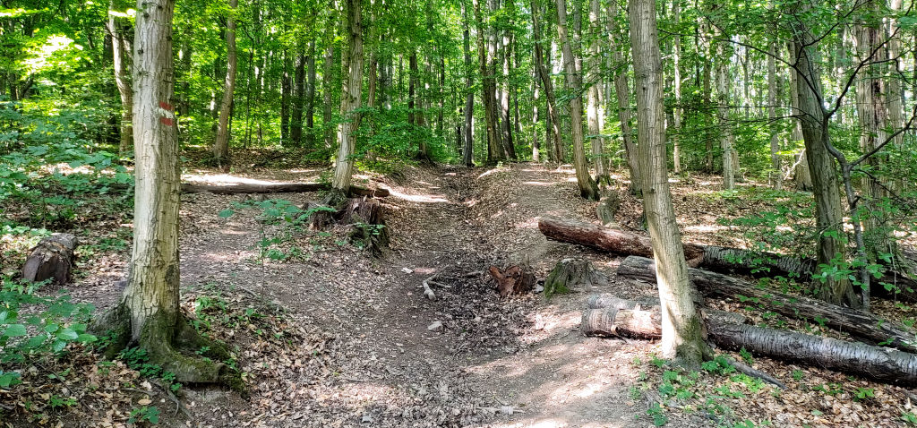 Wald 