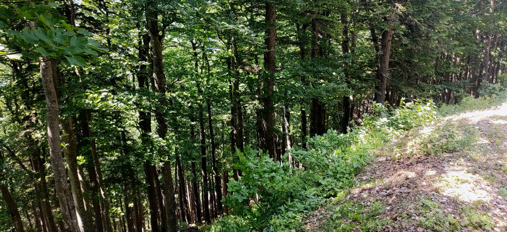 Wald 