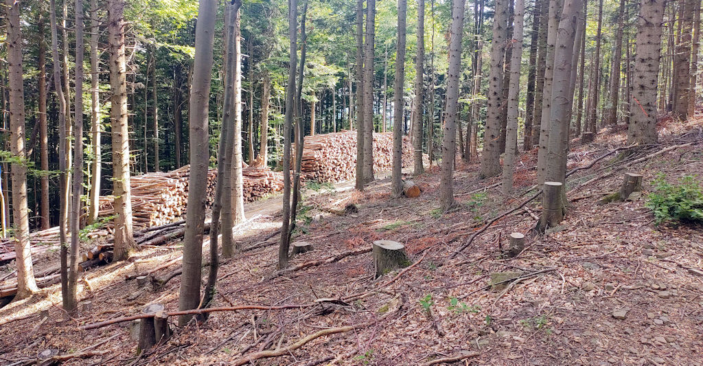 Holzlager