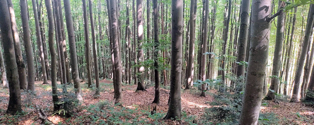 Wald