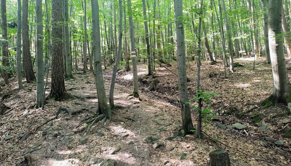 Waldweg