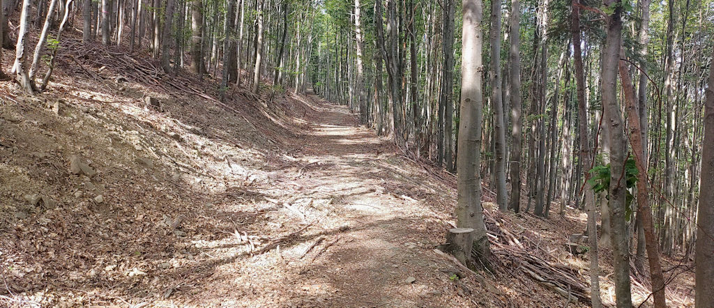 Waldweg