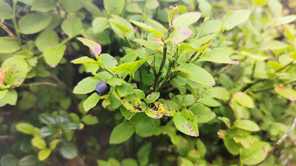 Heidelbeeren