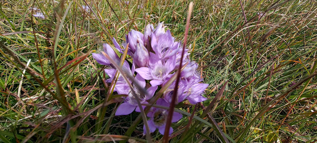 Blume
