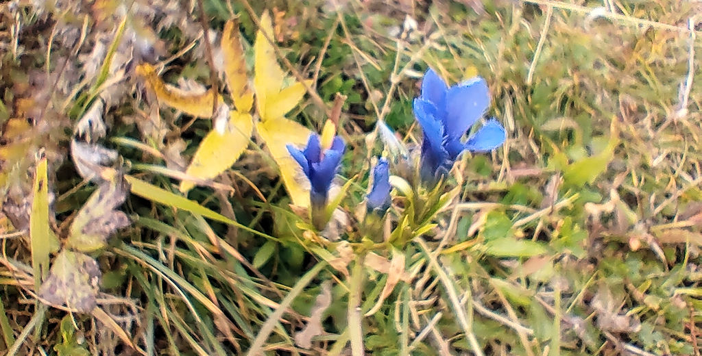 Blume