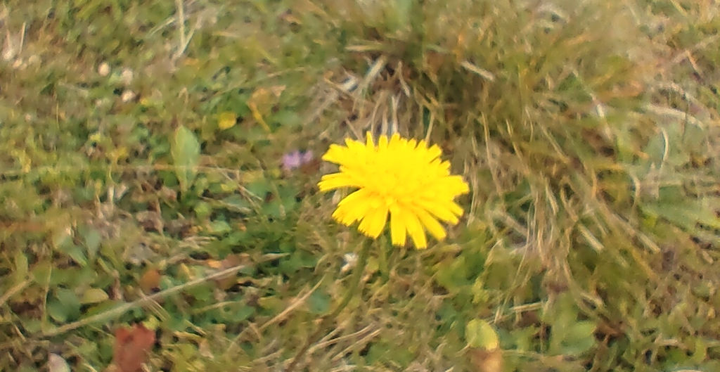 Blume