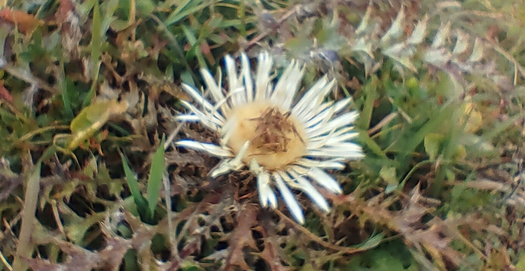 Blume