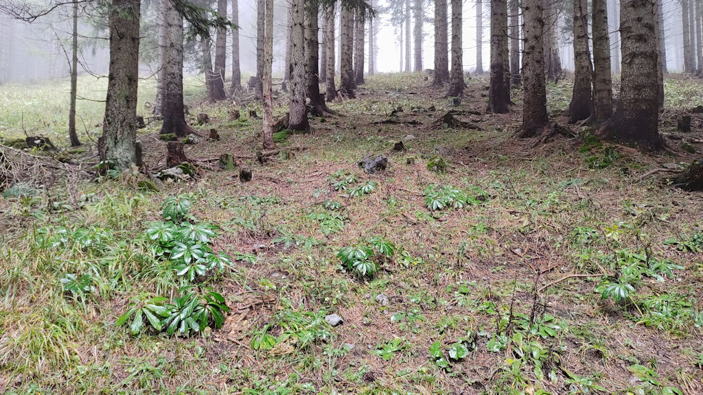 Waldgelände