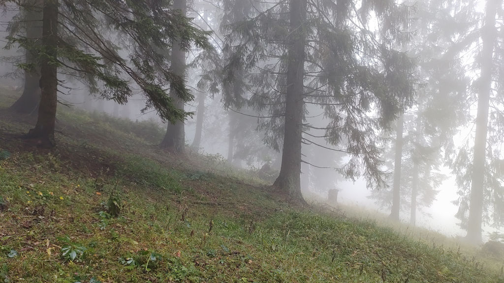 Wald