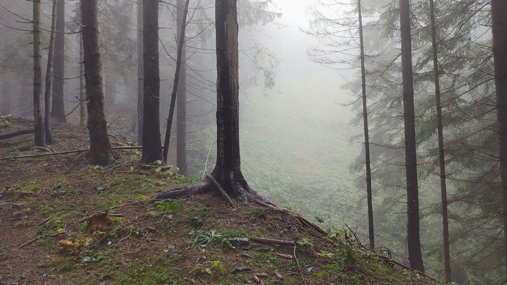 Wald