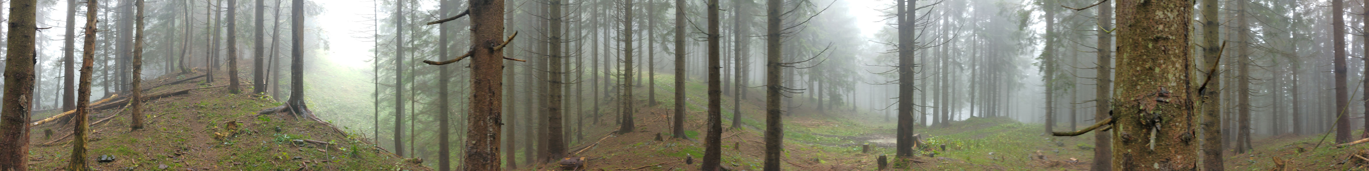 Wald