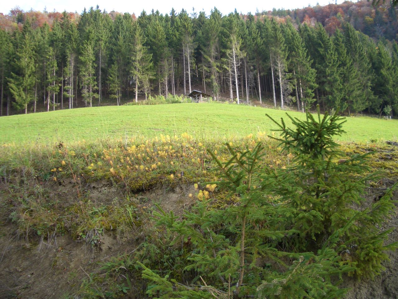 Wiese