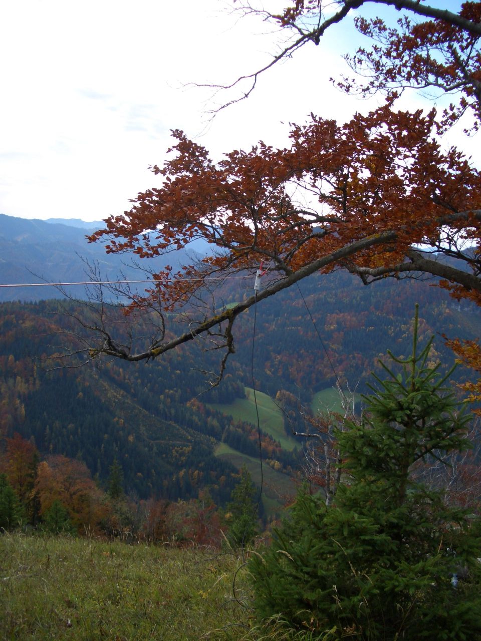 Buchensollstdusuchen