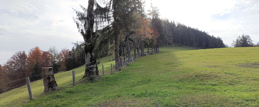 Wiese