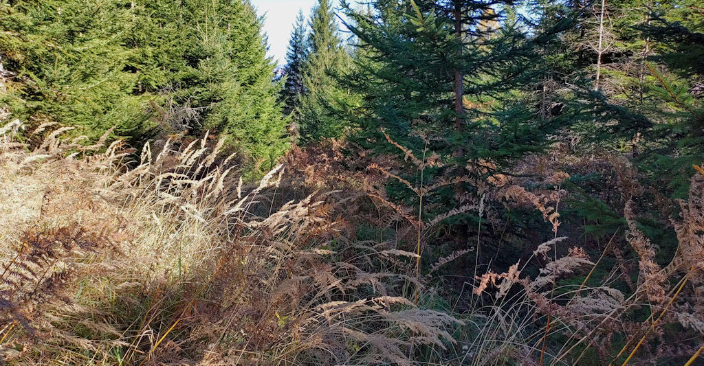 Weg