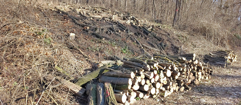 Holz