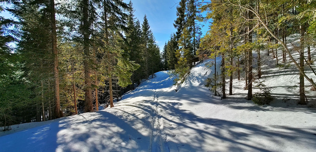 Umgefallene Bäume