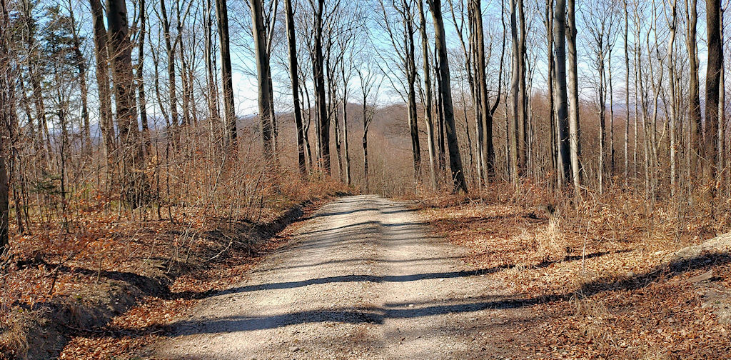 Waldweg