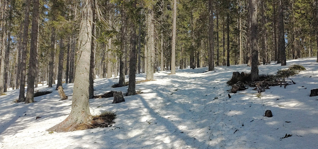 Waldweg