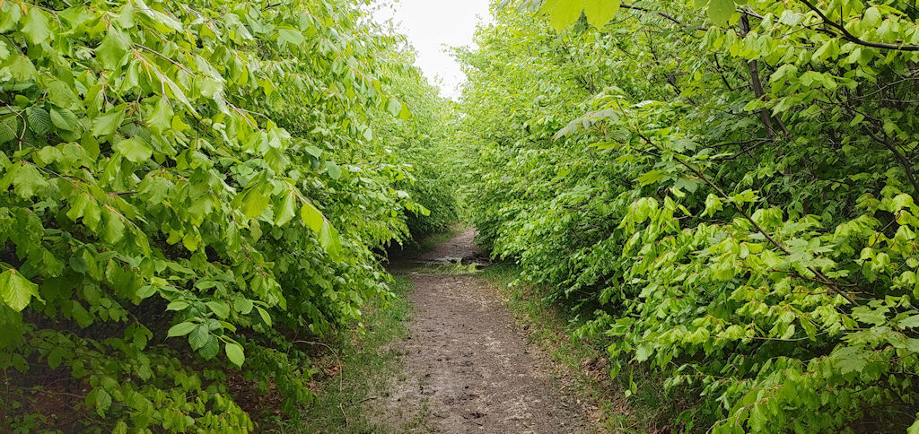 Weg