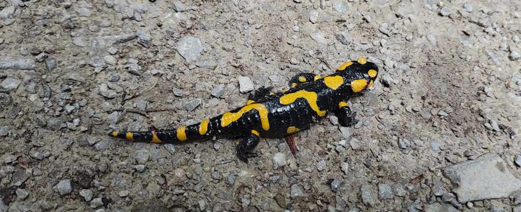 Salamander