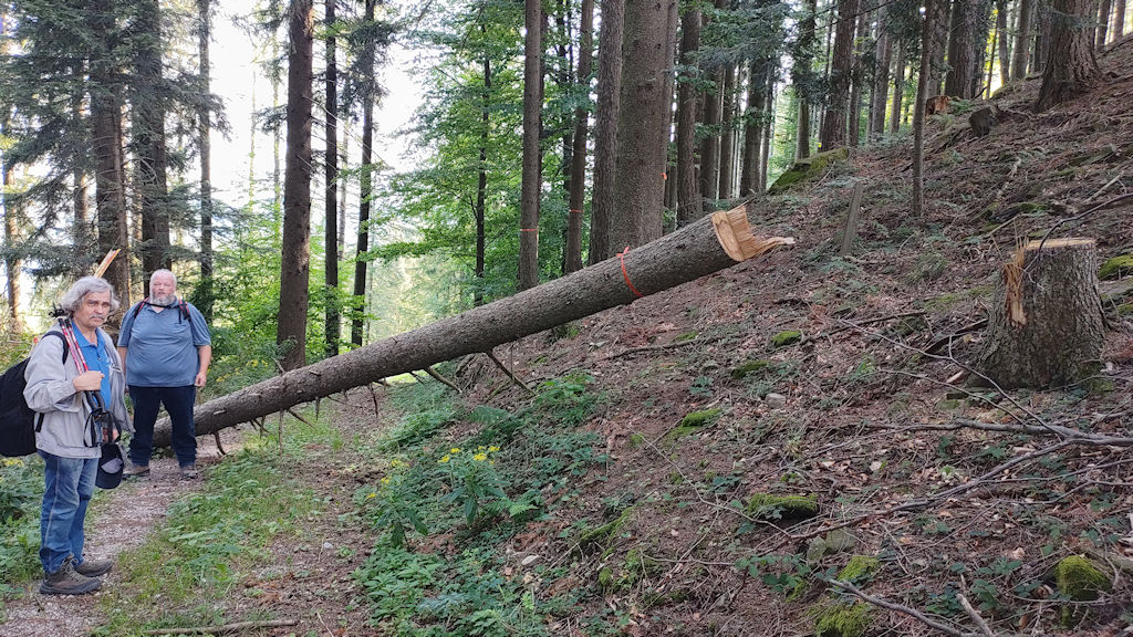 Baum