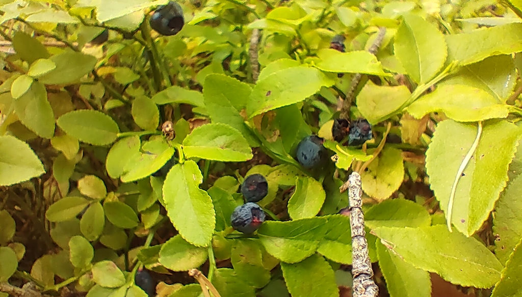 Heidelbeeren