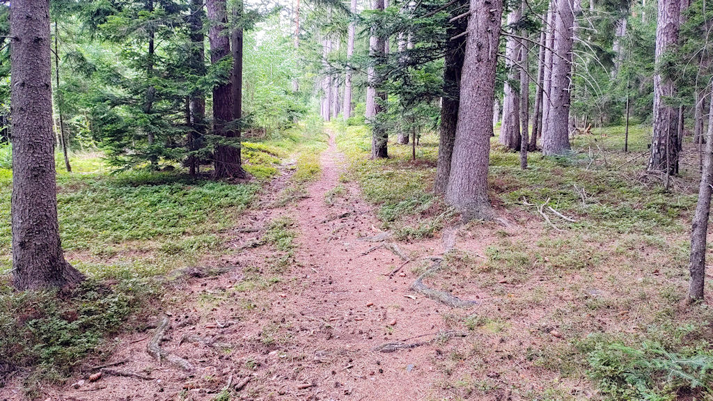 Waldweg