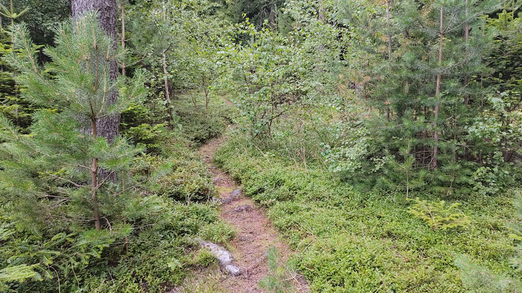 Waldweg