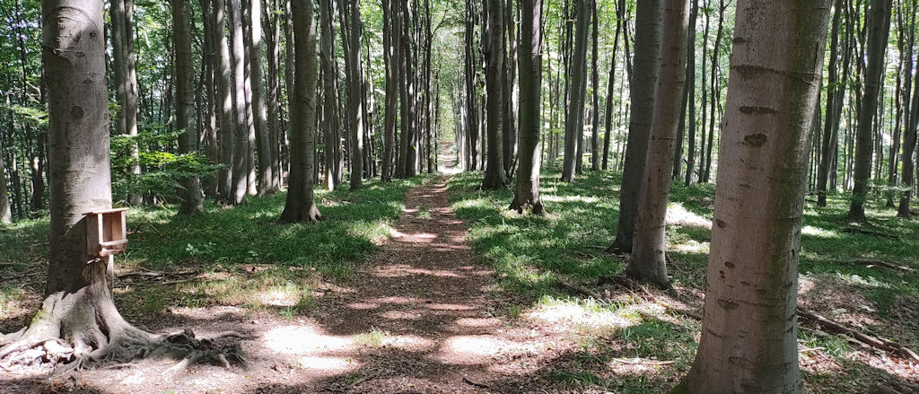 Forstweg