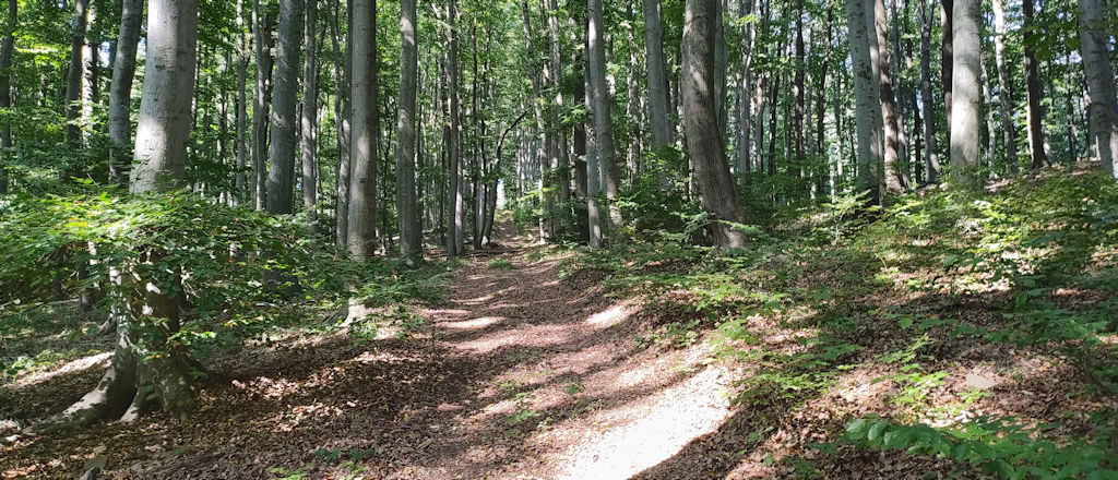 Forstweg