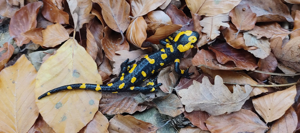 Salamander