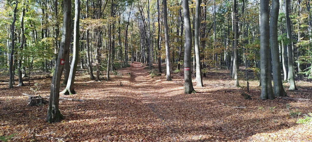 Weg