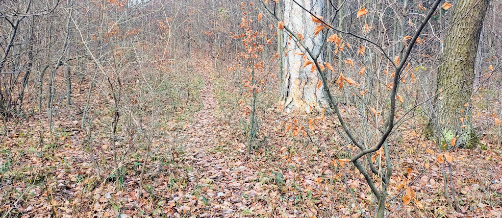 Waldwegerl