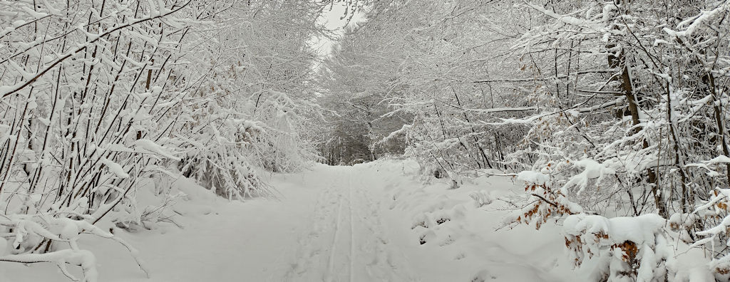 Forstweg