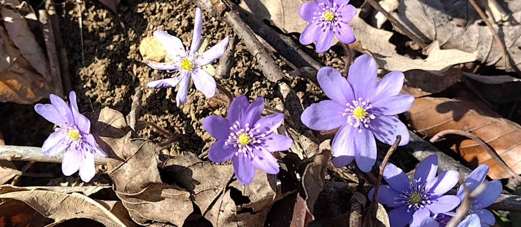 Blumen