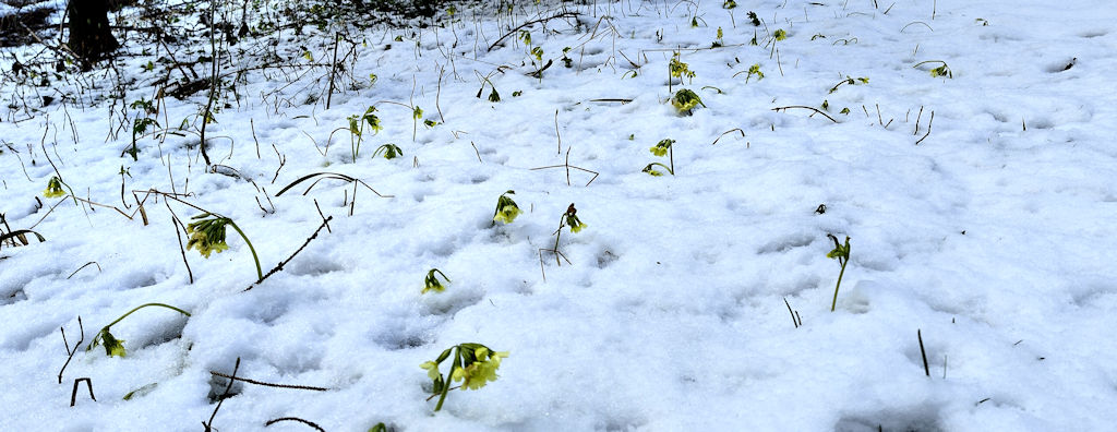 Blumen