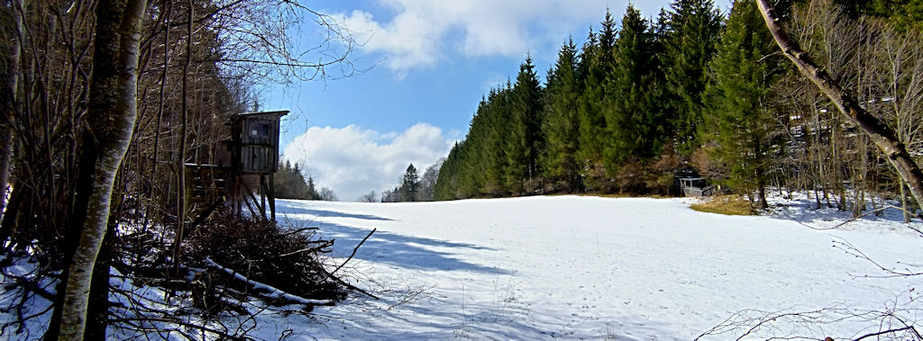 Wiese