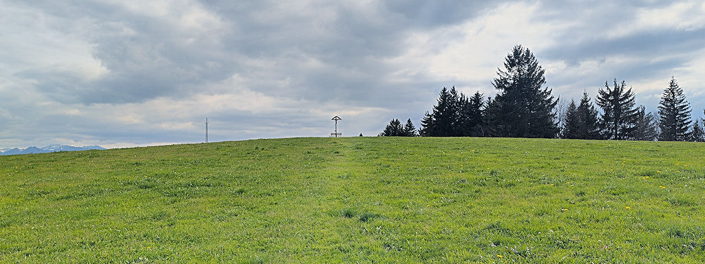 Wiese