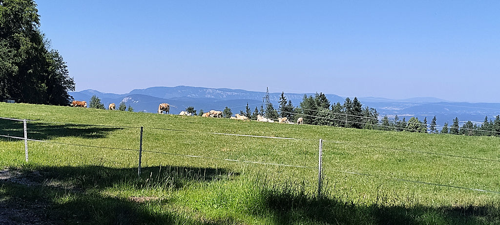 Güterweg
