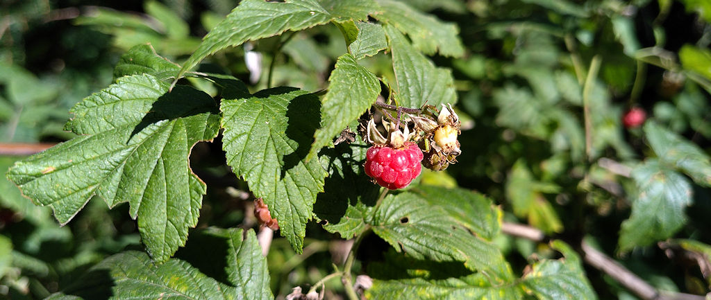 Himbeeren